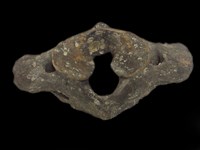 藏品(古菱齒象第一頸椎)的圖片